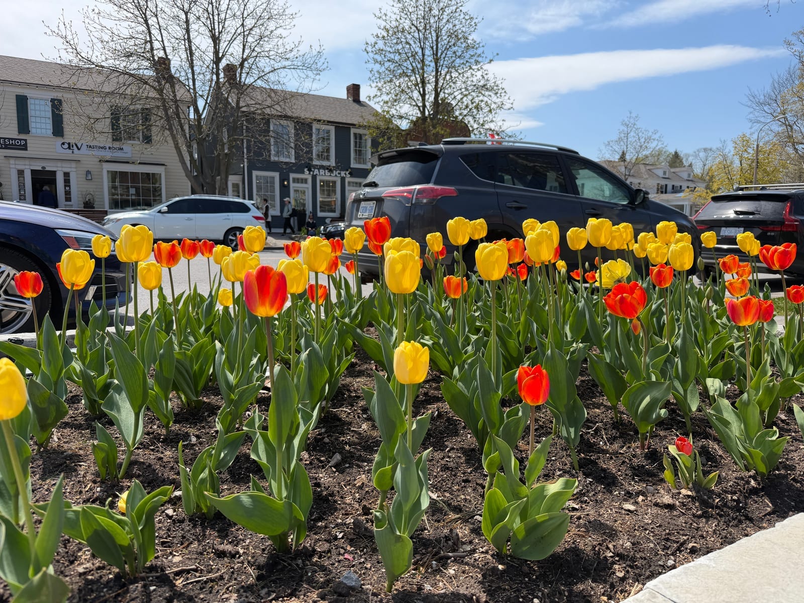Tulips on Queen Street in Old Town Niagara-on-the-Lake